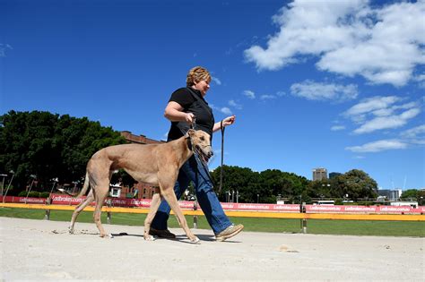 today's greyhound dog results please